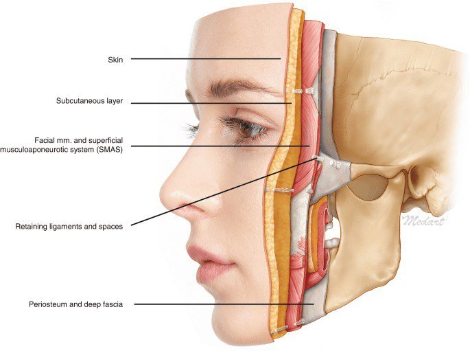 Face structure under the skin